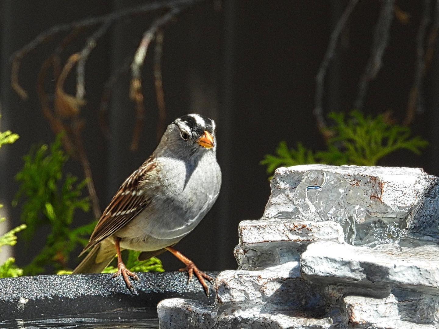 These are the little Thompson-Okanagan birds eating all your grass seed | iNhome These are the little Thompson-Okanagan birds eating all your grass seed | iNhome
