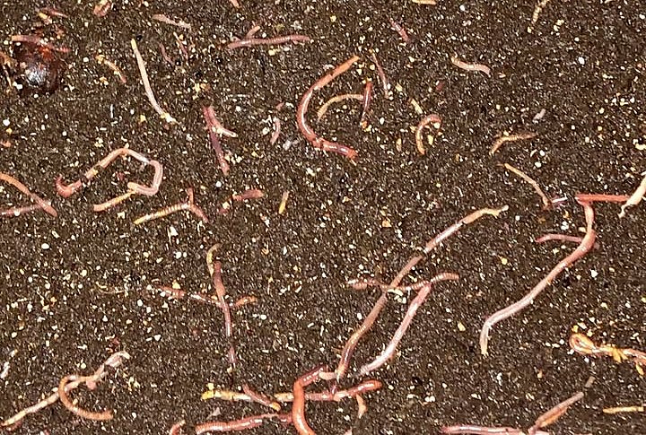 Why a Kamloops woman keeps 25,000 worms in her home | iNhome Why a Kamloops woman keeps 25,000 worms in her home | iNhome