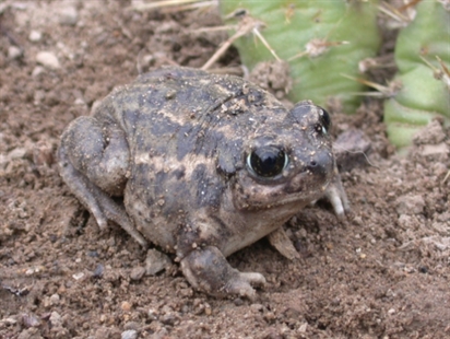 Tk’emlups toads protected with new road sign | iNwheels