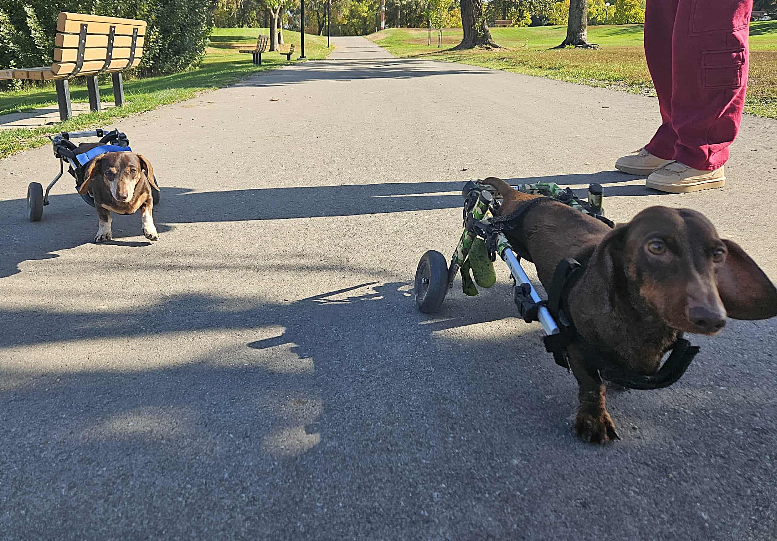 iN VIDEO: Wiener dogs on wheels bring cheer to Kamloops and beyond | iNwheels