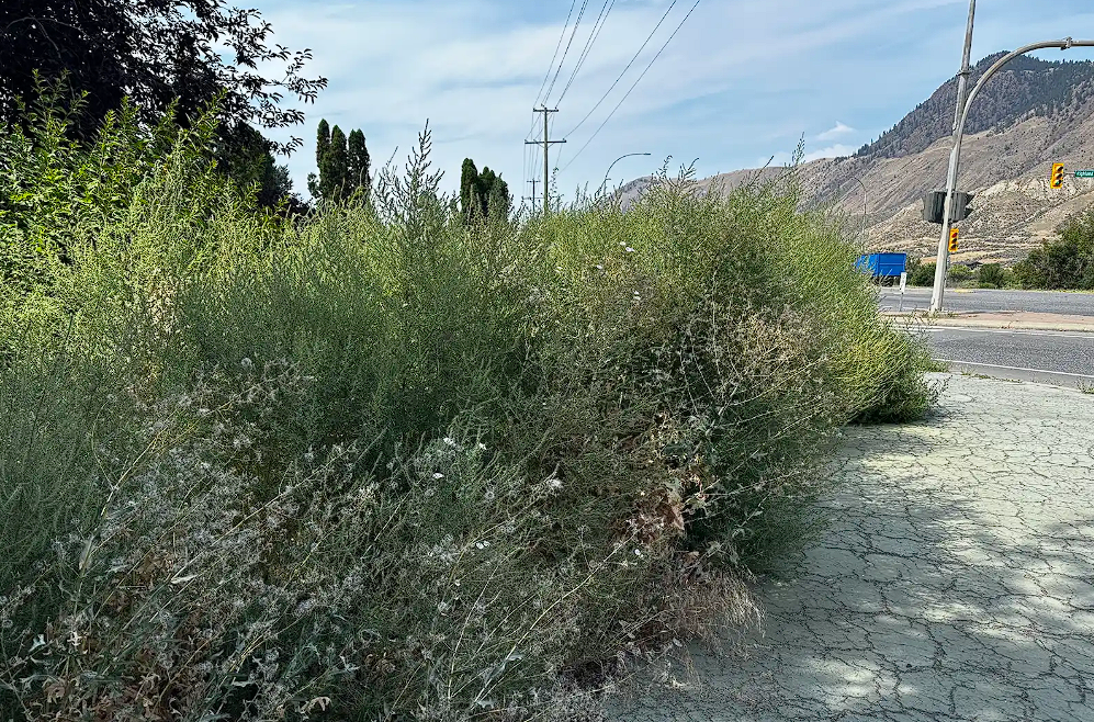 Kamloops council takes U-turn on highway weed management | iNwheels Kamloops council takes U-turn on highway weed management | iNwheels