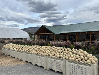 Ashcroft ranch giving away 50,000 lbs of cantaloupes for free | iNwine