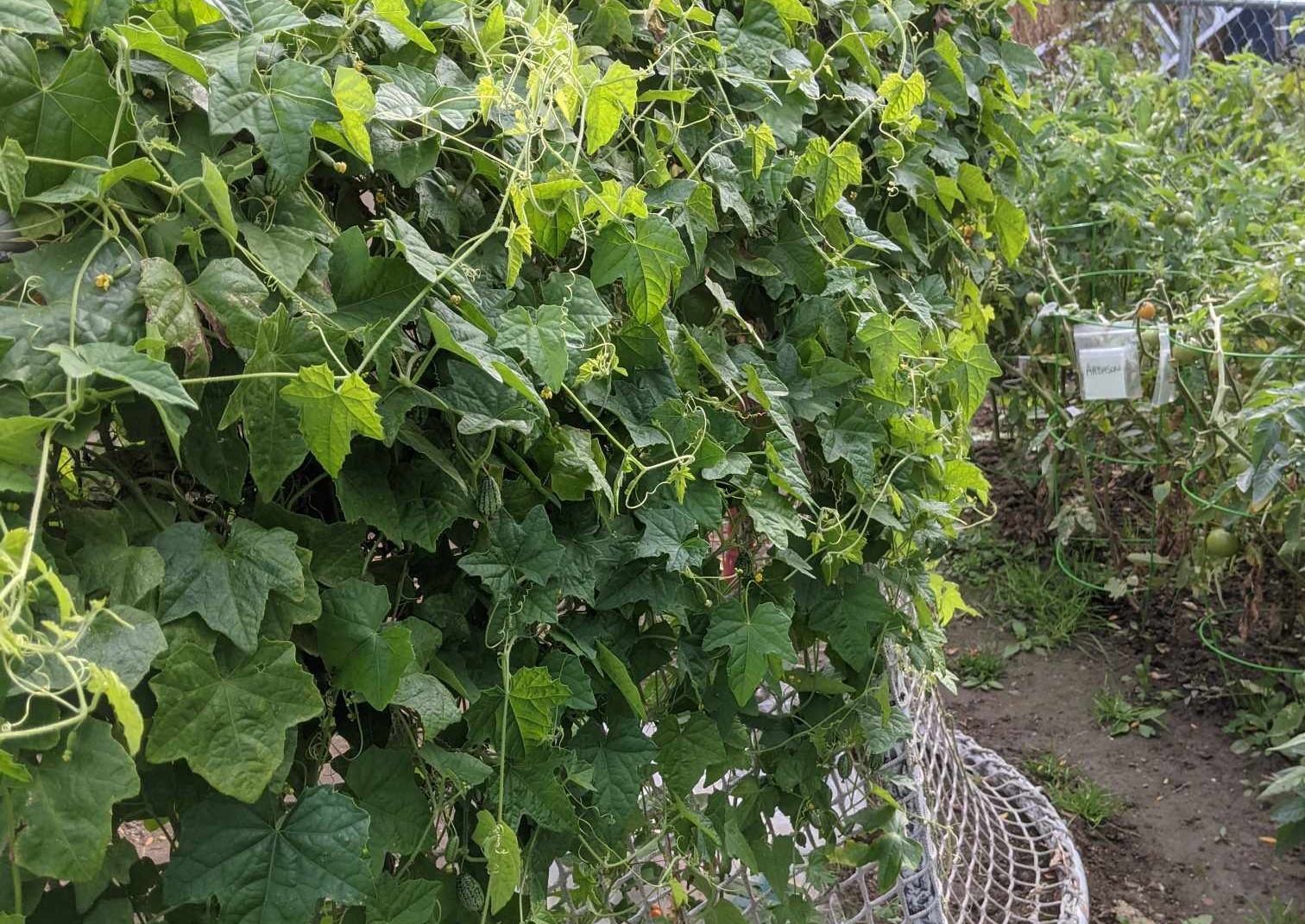 Why this Kamloops gardener is a big fan of the cucumelon | iNwine