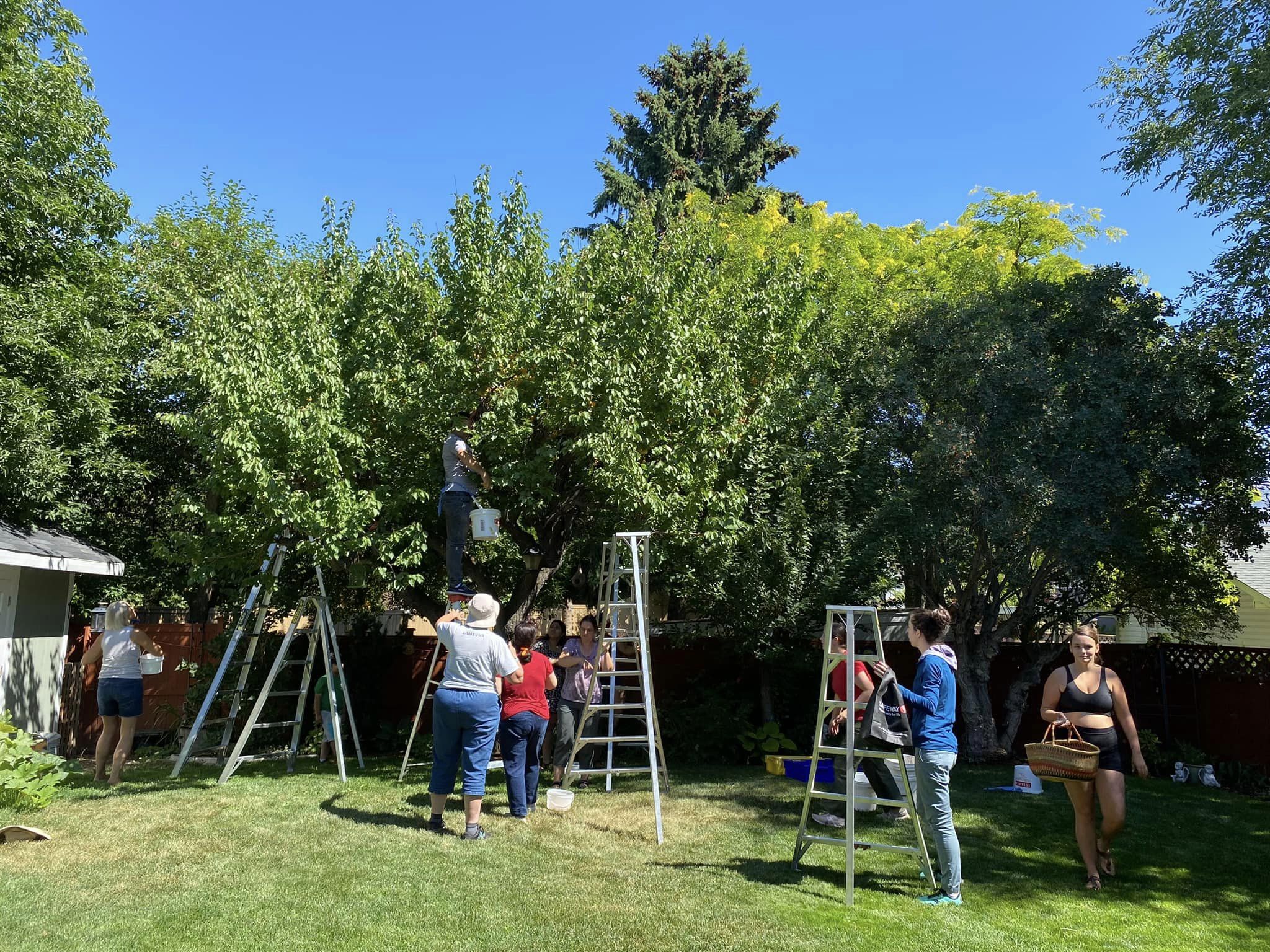 Too much harvest? Don’t dump it, donate it to those in need in Kamloops, Okanagan | iNwine Too much harvest? Don’t dump it, donate it to those in need in Kamloops, Okanagan | iNwine