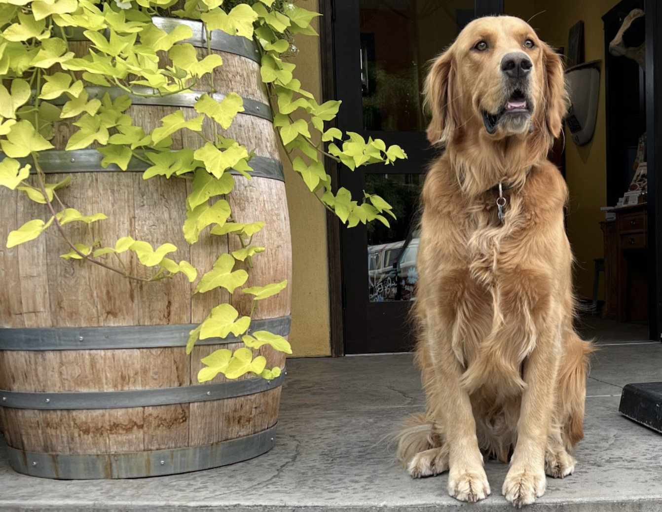 2024 BC Winery Dogs calendar has been uncorked | iNwine 2024 BC Winery Dogs calendar has been uncorked | iNwine