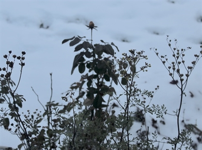Okanagan growers and gardeners nervous about coming cold snap | iNwine Okanagan growers and gardeners nervous about coming cold snap | iNwine