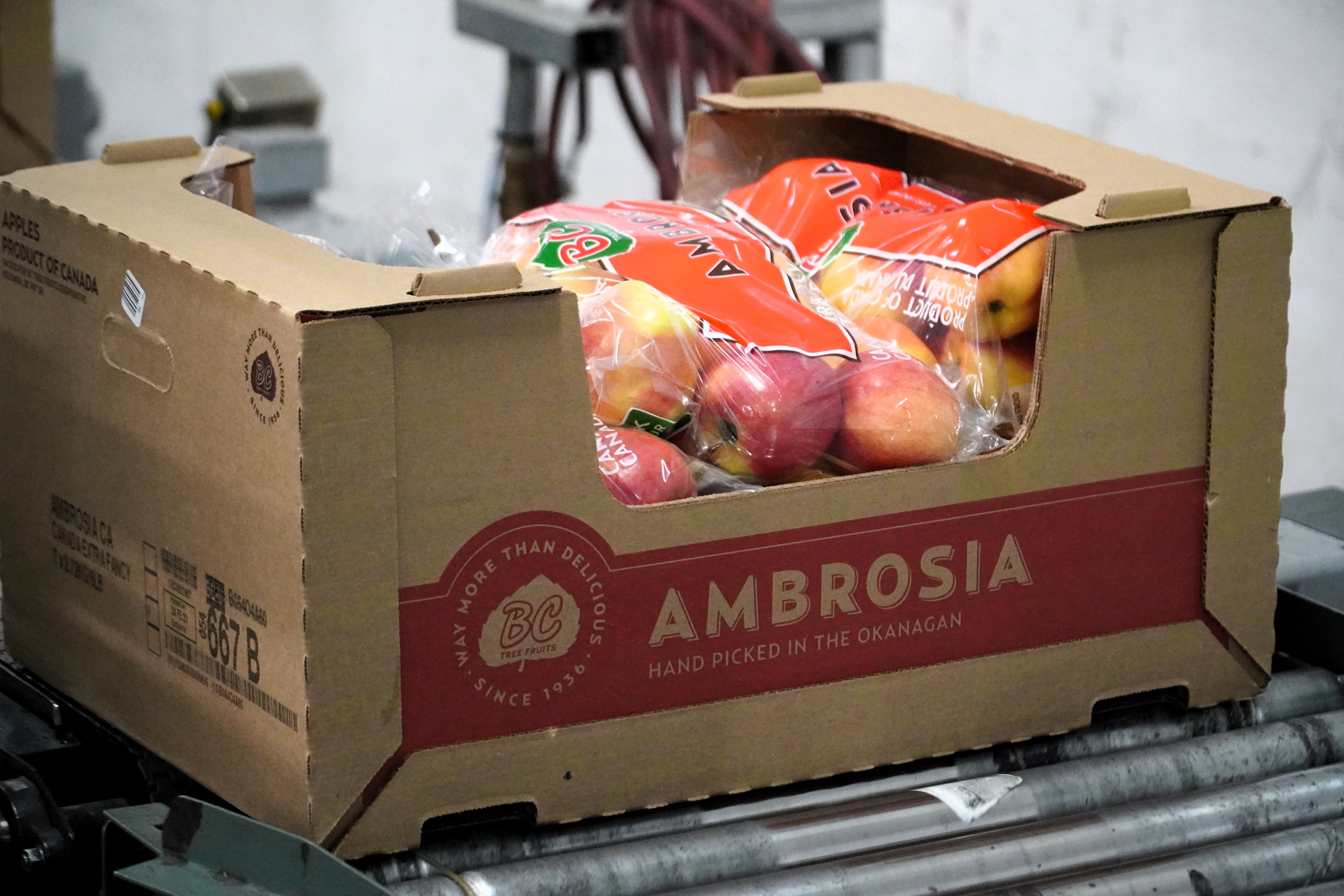 iN PHOTOS: Have a look inside state-of-the-art fruit packing plant in South Okanagan | iNwine