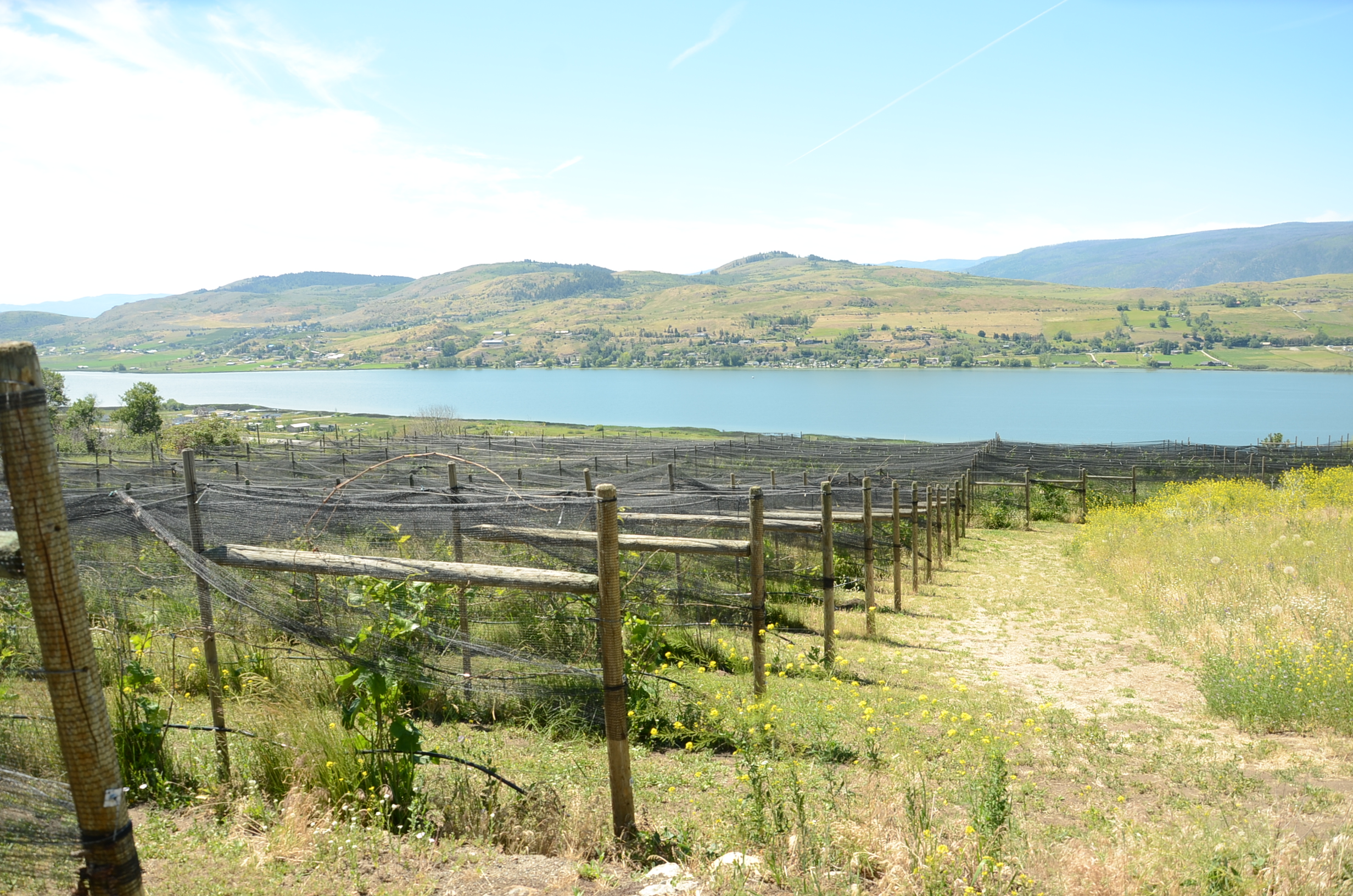 ‘Symbiotic relationship with nature’: Vernon’s ‘first’ winery quietly opens | iNwine