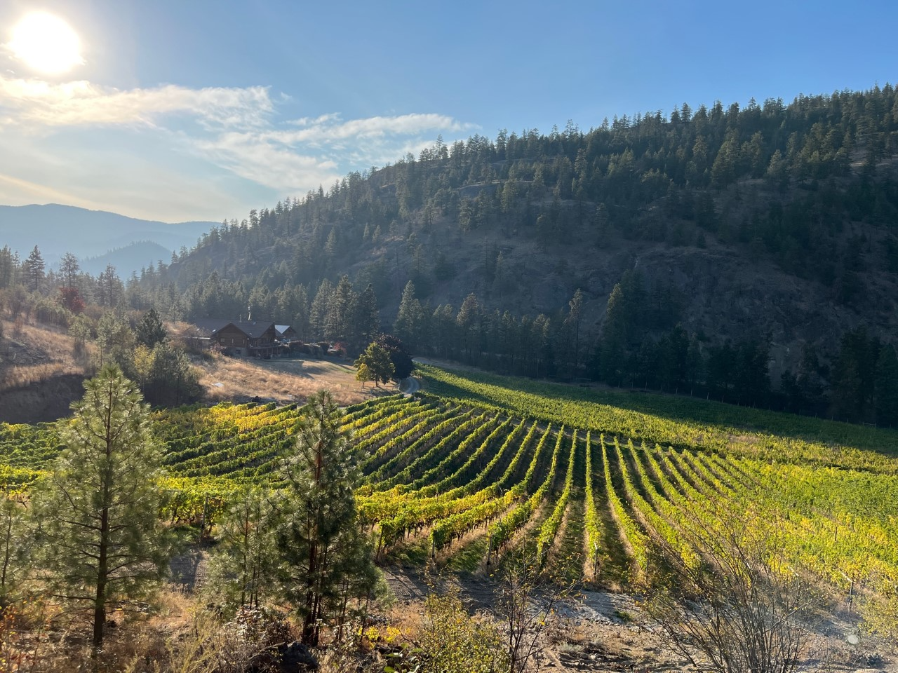 Nighthawk Vineyards – Crafting Memories in the Heart of Wine Country | iNwine Nighthawk Vineyards – Crafting Memories in the Heart of Wine Country | iNwine