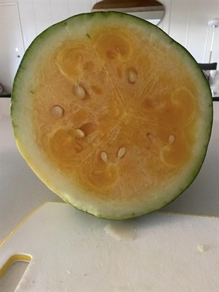 iN PHOTOS: Six unusual crops growing in Kamloops, Okanagan gardens | iNwine iN PHOTOS: Six unusual crops growing in Kamloops, Okanagan gardens | iNwine