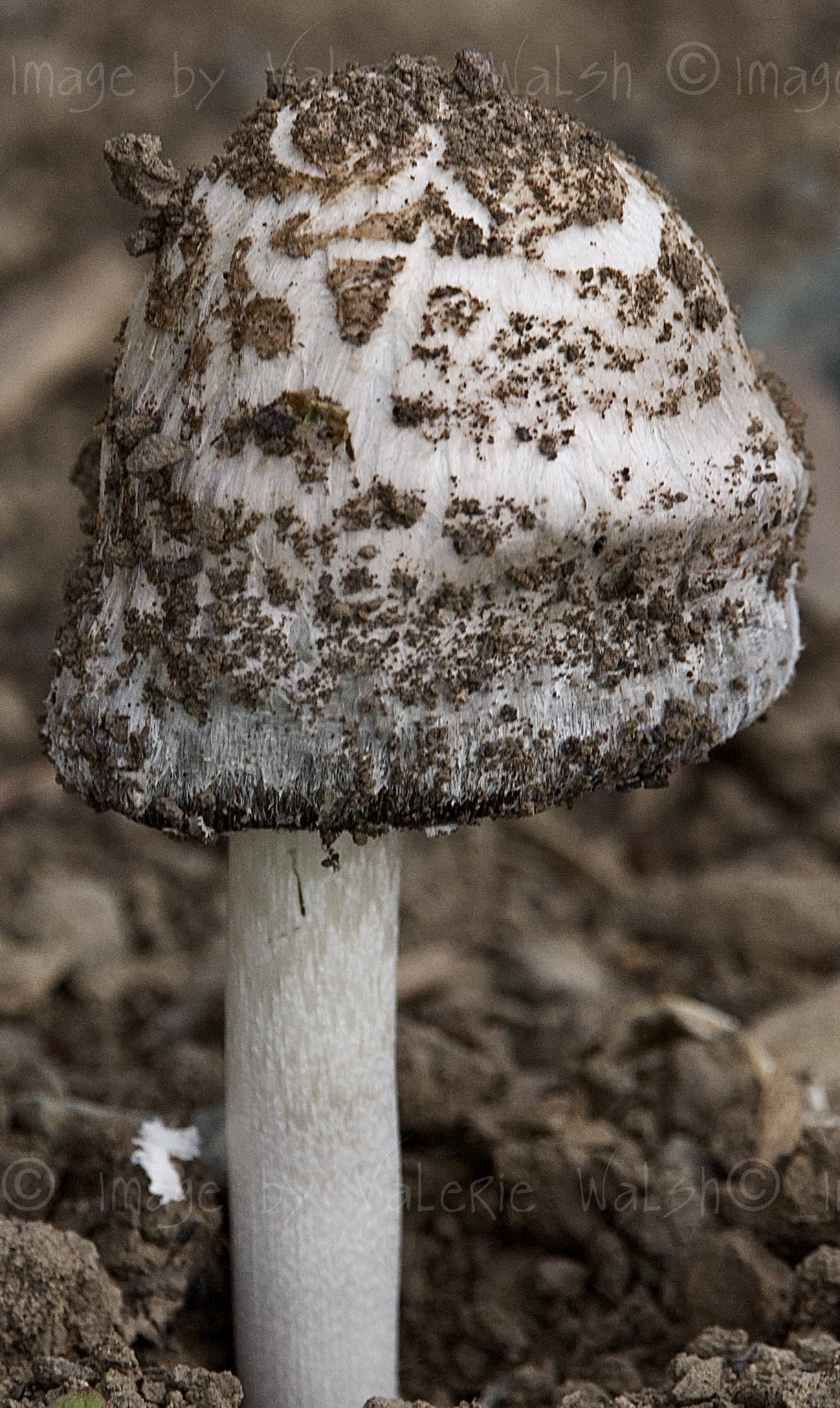 iN PHOTOS: These edible mushrooms in Okanagan, Kamloops dissolve into ink | iNwine iN PHOTOS: These edible mushrooms in Okanagan, Kamloops dissolve into ink | iNwine