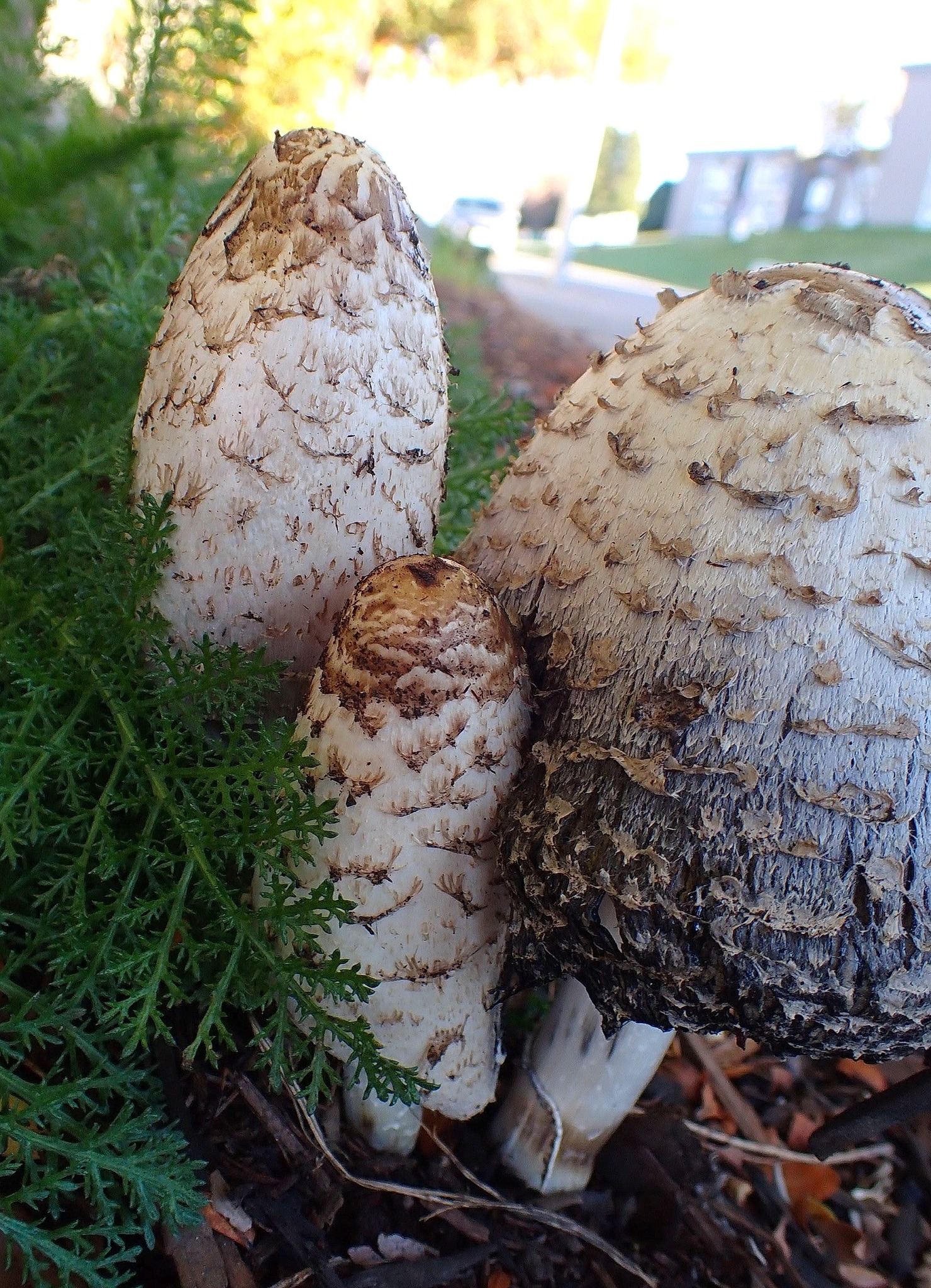 iN PHOTOS: These edible mushrooms in Okanagan, Kamloops dissolve into ink | iNwine iN PHOTOS: These edible mushrooms in Okanagan, Kamloops dissolve into ink | iNwine