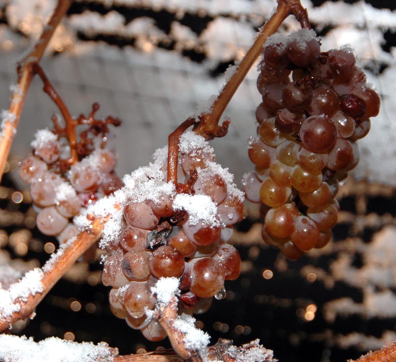 Celebrate the holidays Okanagan Valley-style with Winter Wine Events | iNwine