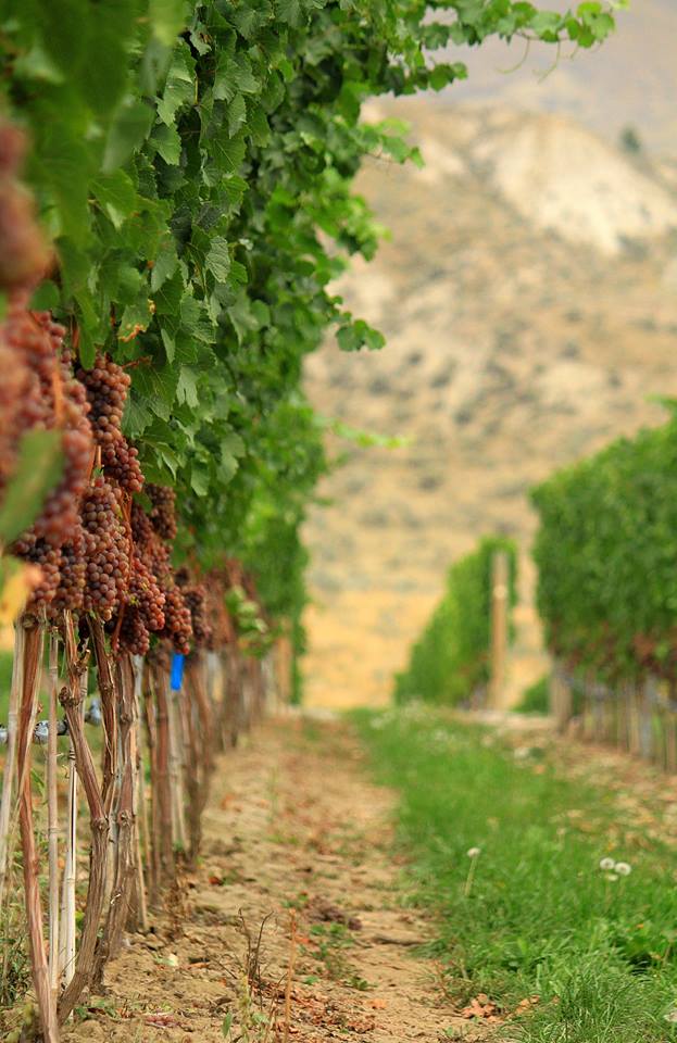 Association putting spotlight on Kamloops wines | iNwine