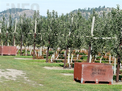 Okanagan apple growers consider marketing commission to sell their fruit | iNwine