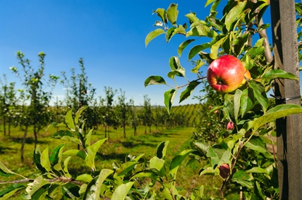 Okanagan prices ‘stable’ as B.C. led the country in farmland price increases | iNwine
