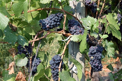 Okanagan company is turning winemaking byproducts into gold | iNwine
