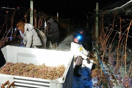 Recent cold snap not long enough to complete Okanagan icewine harvest | iNwine