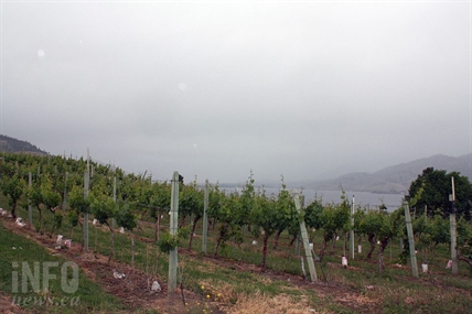 Okanagan Chambers call on province to support vineyards ‘devastated’ by winter cold snap | iNwine