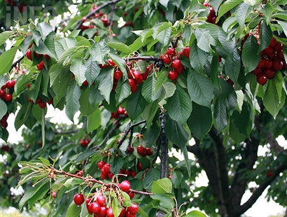 Cherry acreage continues to climb as apples decline in the Okanagan | iNwine