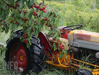 iN VIDEO: Drying Okanagan cherries from the perspective of a helicopter pilot | iNwine