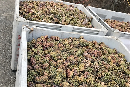 One Okanagan vineyard is ending the growing season on a sweet note | iNwine