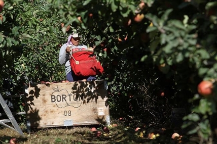 Why Okanagan orchardists may have to rely more on local labour this year | iNwine Why Okanagan orchardists may have to rely more on local labour this year | iNwine