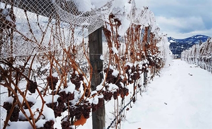 Mild winter playing havoc on Okanagan icewine producers | iNwine Mild winter playing havoc on Okanagan icewine producers | iNwine