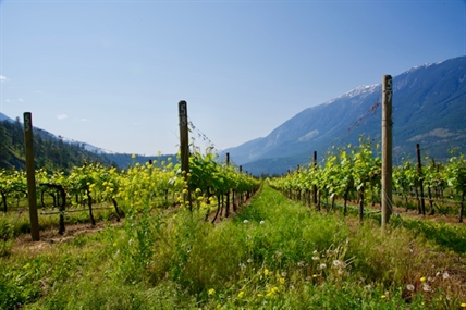 BC to provide $70M in support for devastated fruit and wine industry | iNwine BC to provide $70M in support for devastated fruit and wine industry | iNwine
