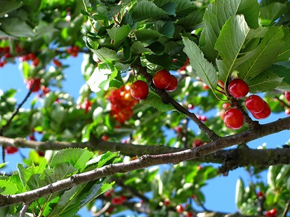 The good news and bad news about this year’s Okanagan cherries | iNwine
