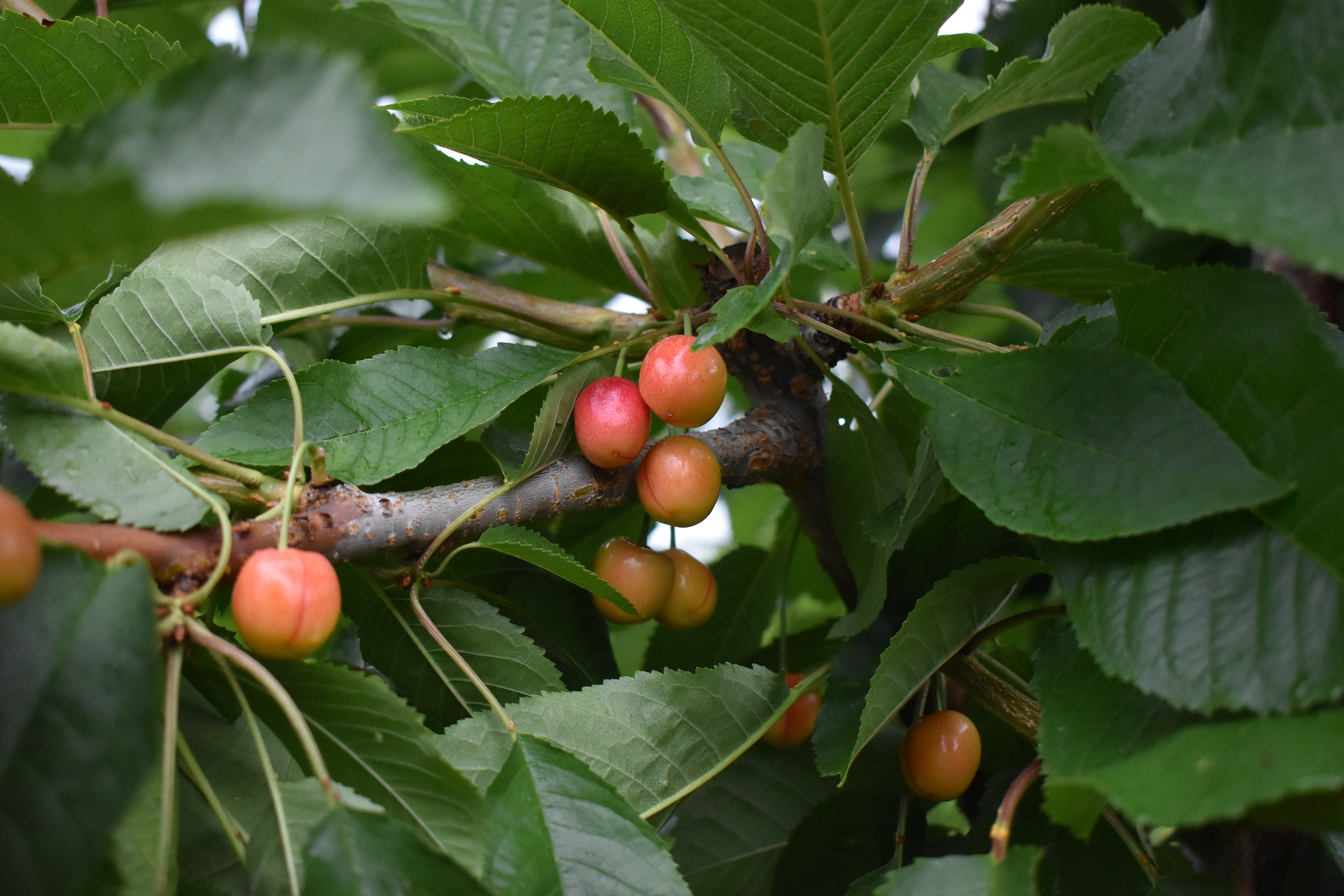 iNwine: 50 per cent of early Okanagan cherry crops damaged by rain | iNwine