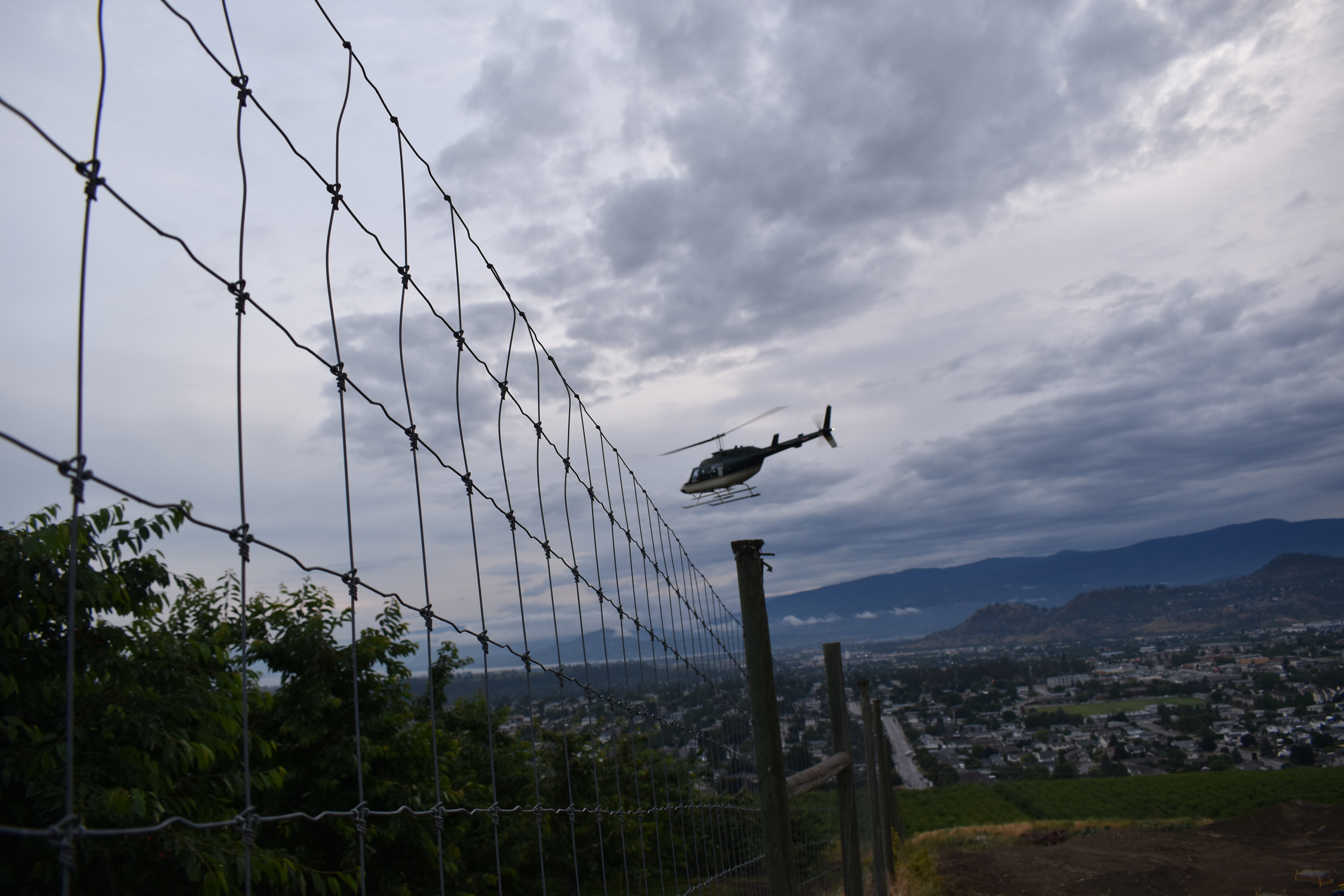 iNwine: 50 per cent of early Okanagan cherry crops damaged by rain | iNwine