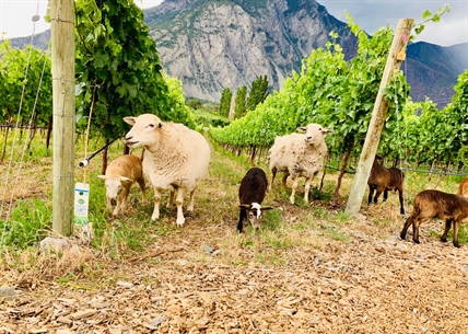 iN WINE: Grazers for hire — sheep in the wine industry | iNwine