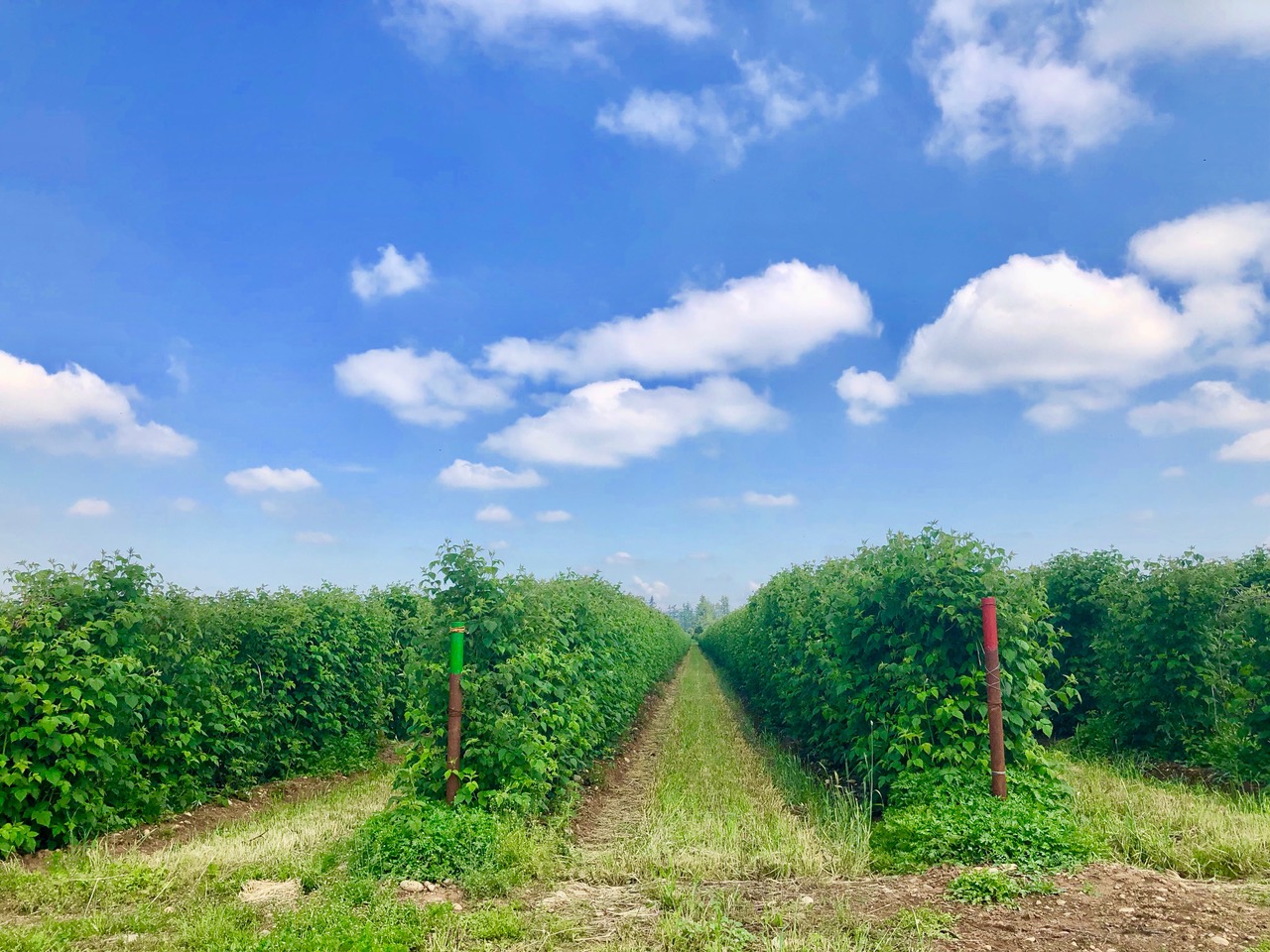 Saturday iN SEASON Recipe: Halibut with blueberry salsa and potatoes with peas and mint | iNwine