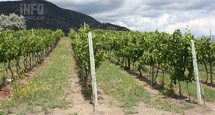 Okanagan grape growers looking for sunshine and heat to finish the summer | iNwine Okanagan grape growers looking for sunshine and heat to finish the summer | iNwine