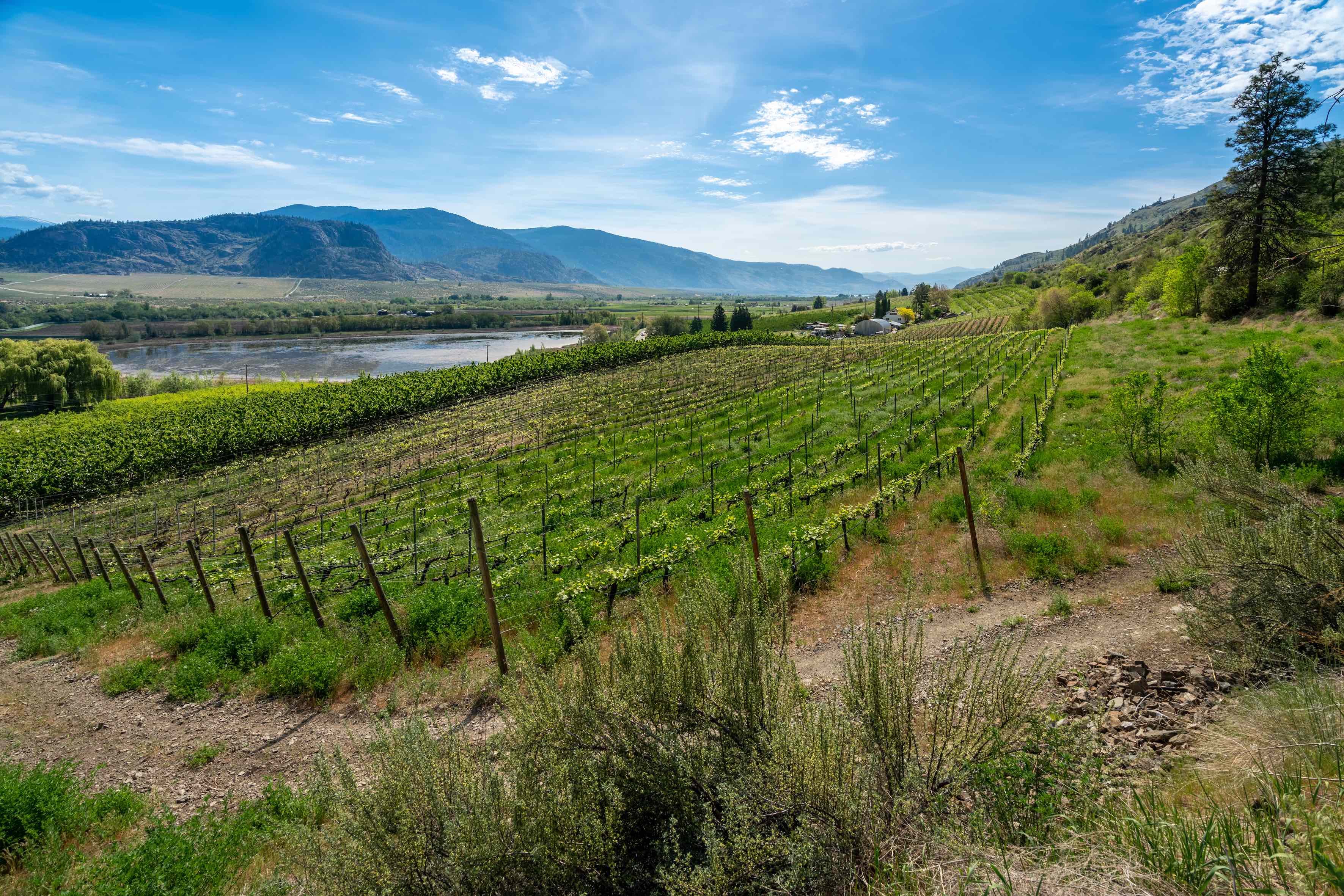 Why this Okanagan wine maker has 13 speakers in the vineyard | iNwine Why this Okanagan wine maker has 13 speakers in the vineyard | iNwine