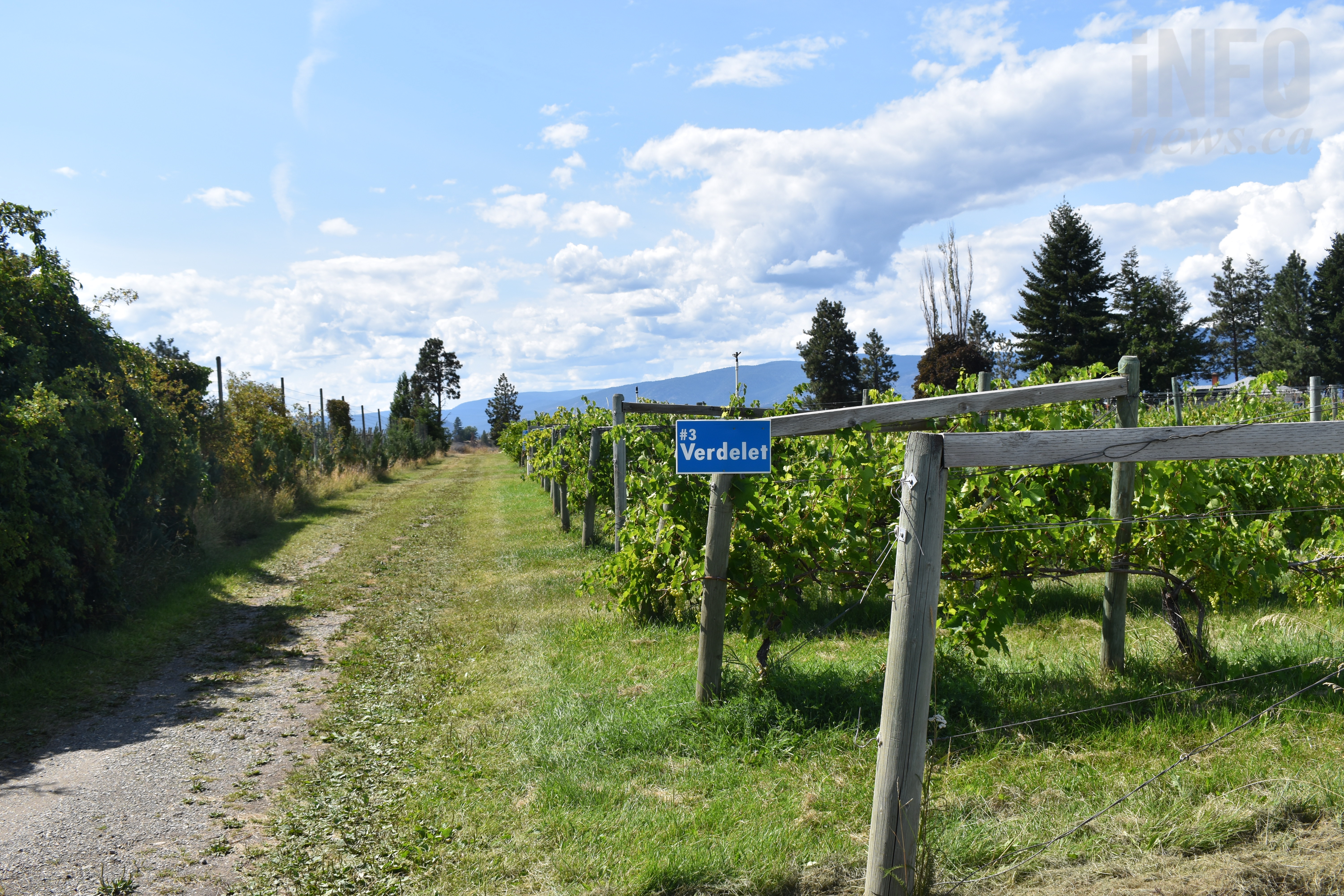 This rose by any other name would smell as sweet, thanks to Vern | iNwine