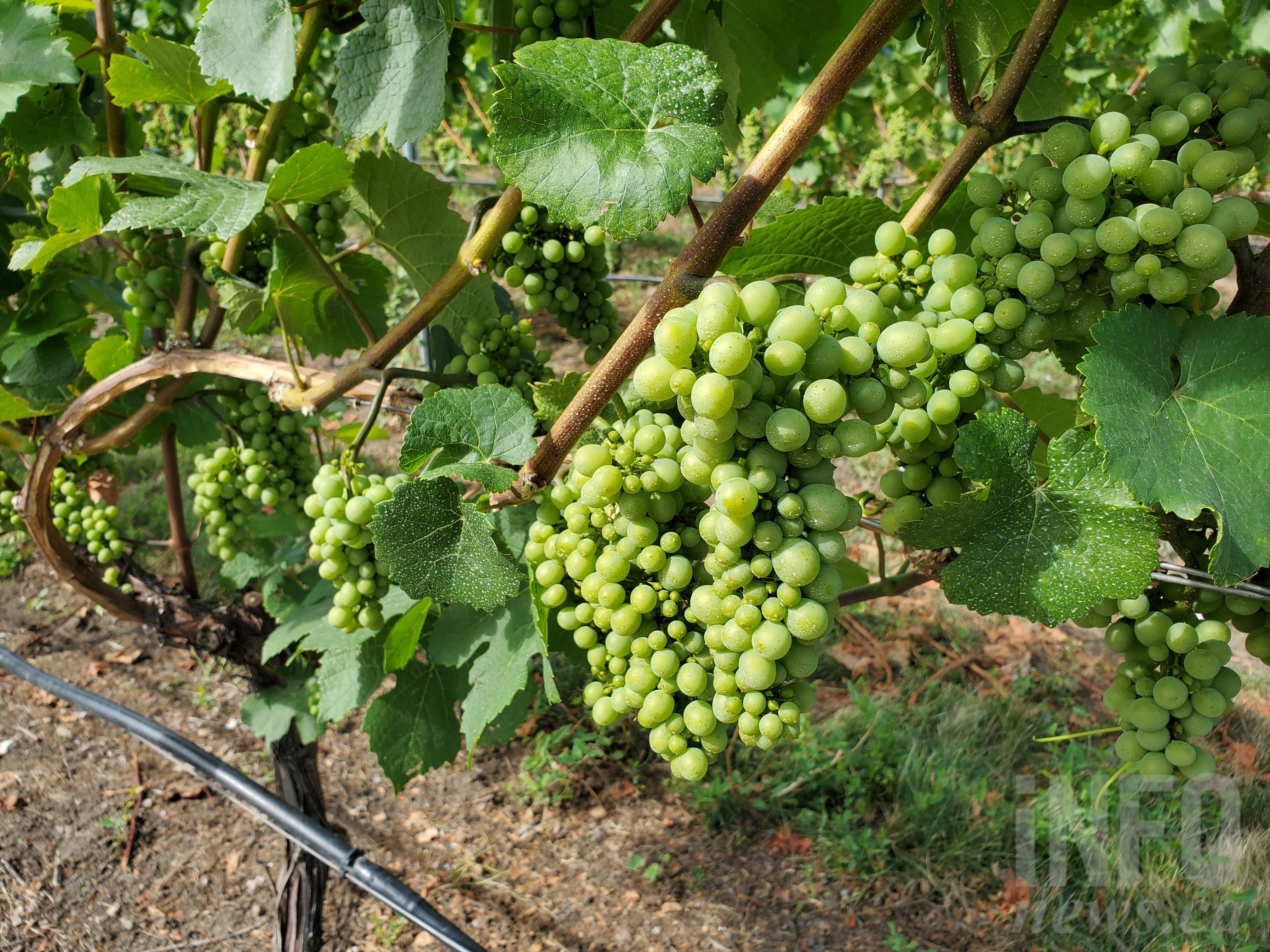 Big changes coming for Lake Country’s O’Rourke Peak Cellars | iNwine Big changes coming for Lake Country’s O’Rourke Peak Cellars | iNwine