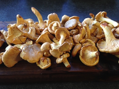 Mushroom Mania across the province | iNwine Mushroom Mania across the province | iNwine