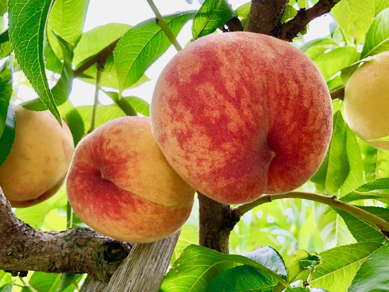 iN Season: A very peachy peach pie | iNwine