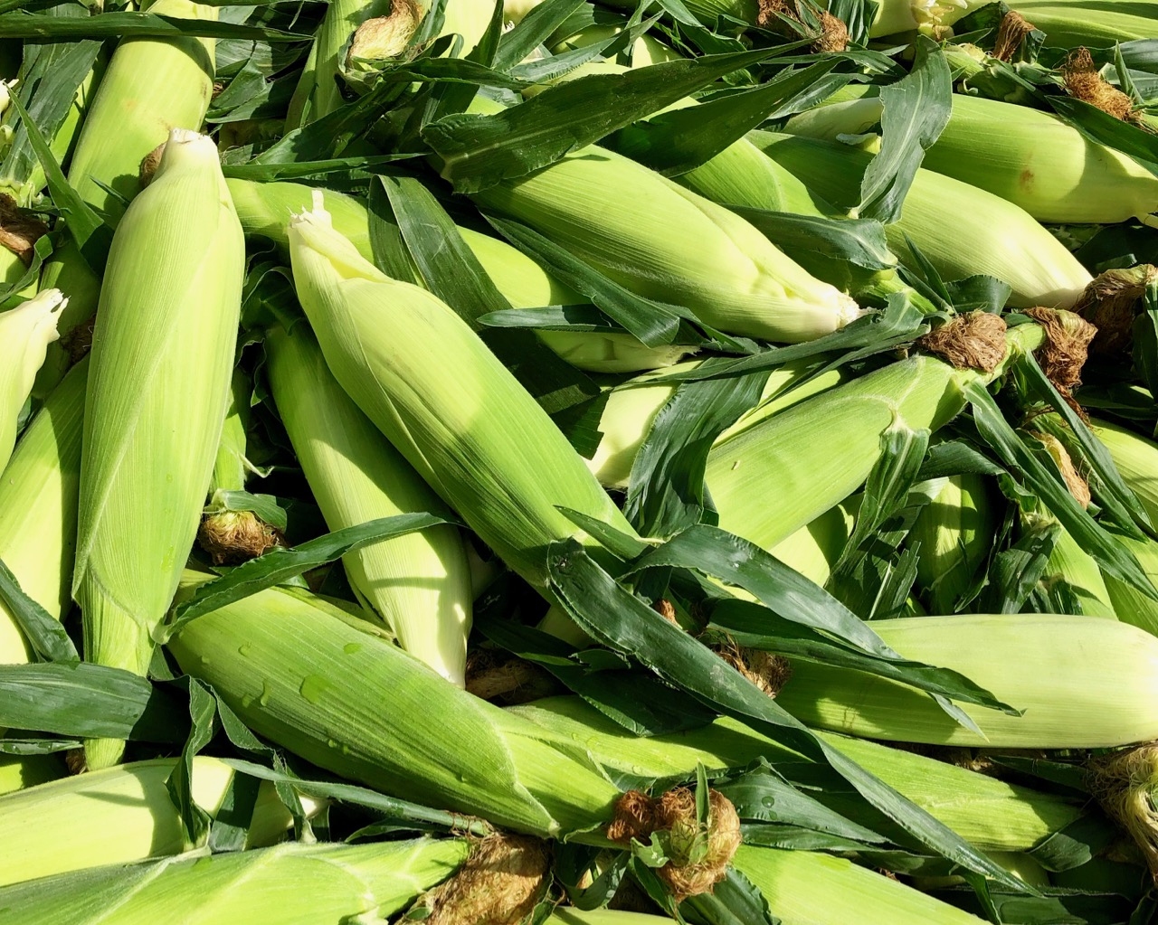 Where to get the best corn in the Okanagan | iNwine Where to get the best corn in the Okanagan | iNwine