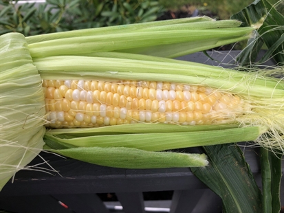 Where to get the best corn in the Okanagan | iNwine Where to get the best corn in the Okanagan | iNwine