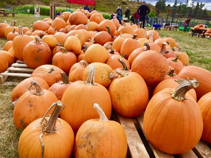 It isn’t autumn without pumpkins, corn mazes and hay rides | iNwine