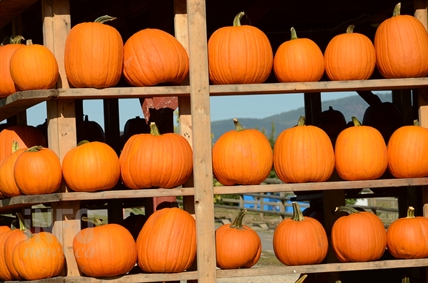 ‘My whole life has been in apples:’ Davison Orchards from humble beginning to busy tourist spot | iNwine