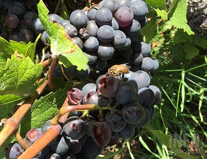 Late season wasp infestation a concern for some Okanagan vineyards | iNwine