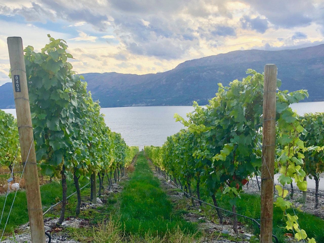 O’Rourke Family Estates: Canada’s most exciting winery project | iNwine