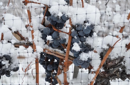 Sudden cold snap is just fine for icewine | iNwine