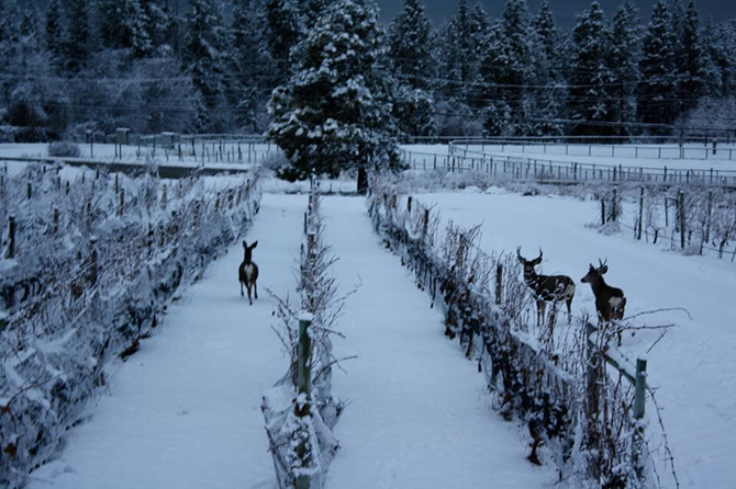 Sudden cold snap is just fine for icewine | iNwine