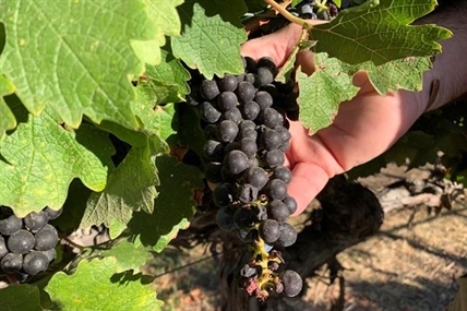 Strategy to protect wine grapes from smoke-taint developed by UBC Okanagan researchers | iNwine Strategy to protect wine grapes from smoke-taint developed by UBC Okanagan researchers | iNwine