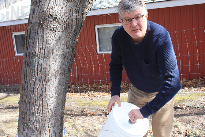 Summerland man turning on the taps of Okanagan maple syrup | iNwine